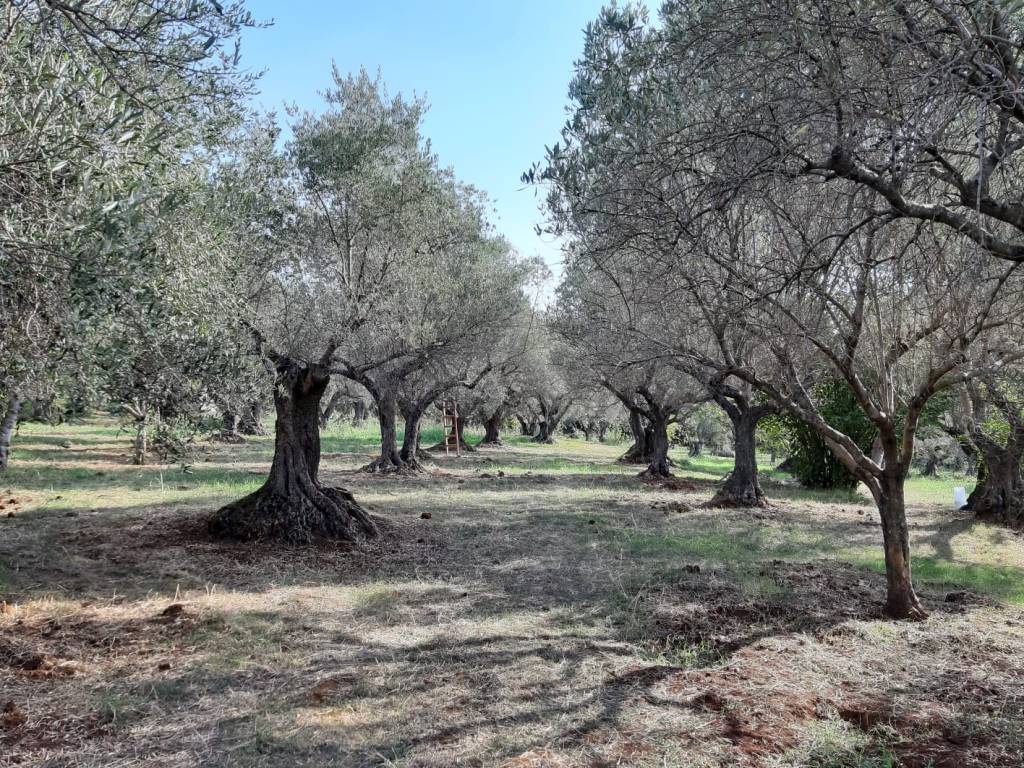 Storia di terra, di olive, di Calabria…